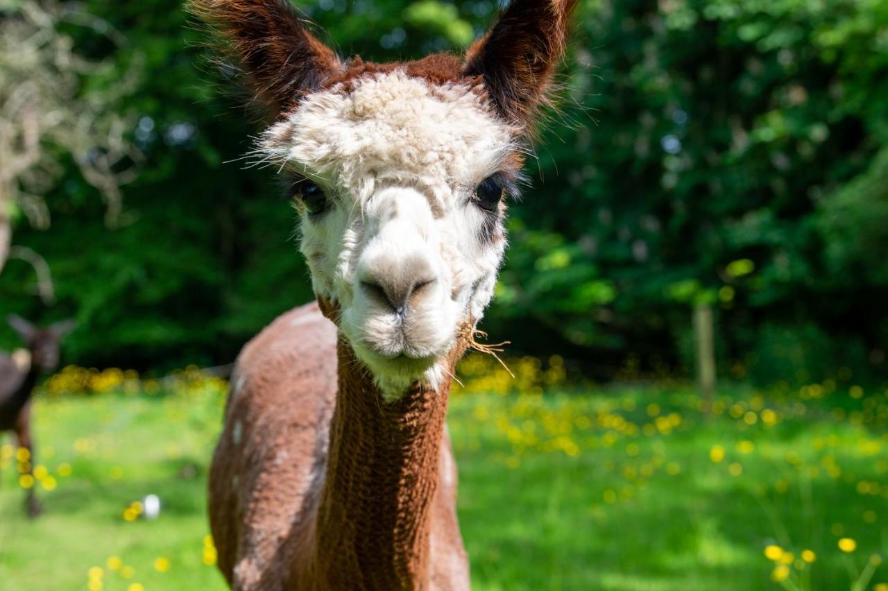 Вилла Alpaca Fold Престон Экстерьер фото
